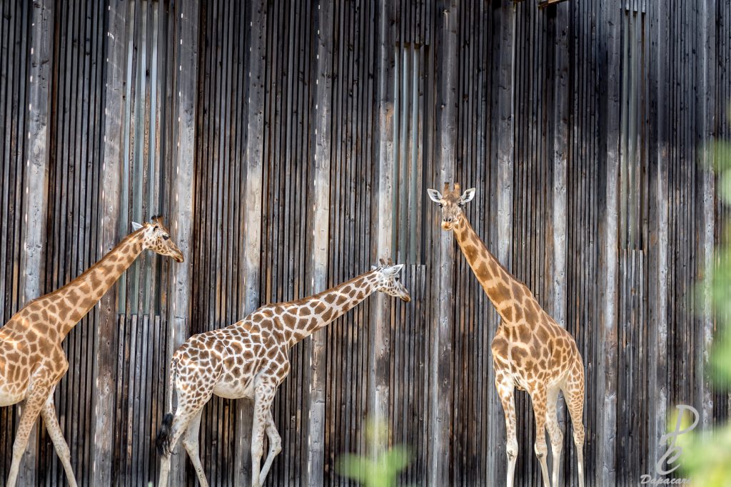 quelle focale pour photographier les animaux photo des girafes du parc de la tête d'or